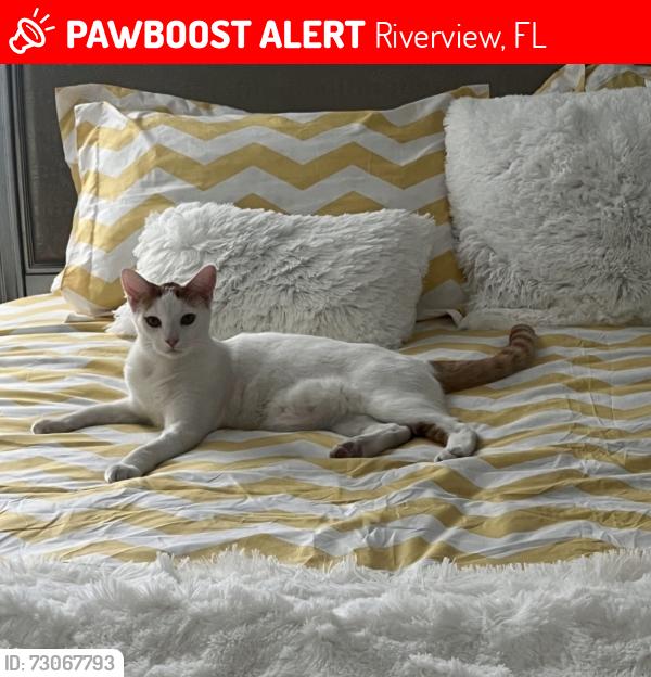 Lost Male Cat last seen Laurel brook ct, and Ramble creek, Riverview, FL 33602