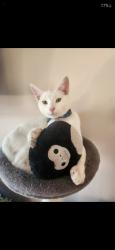 Lost Male Cat last seen Westmont & Mission, Pomona, CA 91766