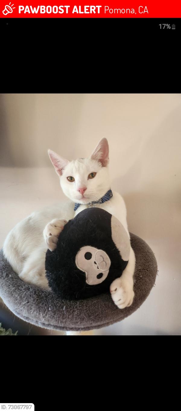 Lost Male Cat last seen Westmont & Mission, Pomona, CA 91766