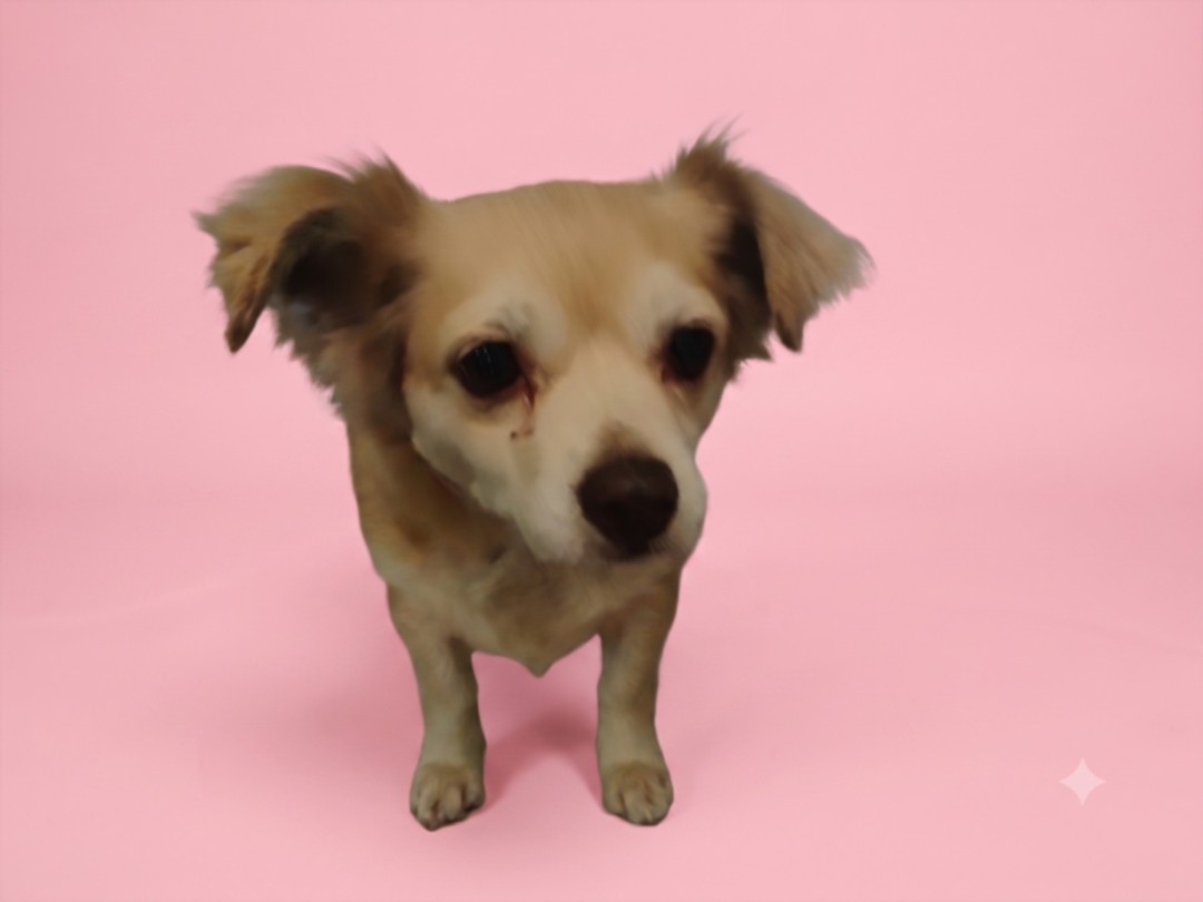 Shelter Stray Female Dog last seen , 1850 W 60th St, Los Angeles, CA 90047, USA