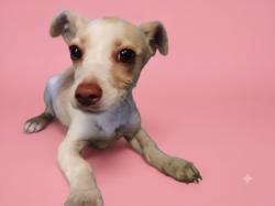 Shelter Stray Female Dog last seen , 1850 W 60th St, Los Angeles, CA 90047, USA