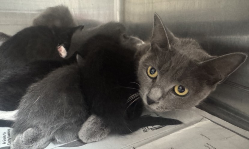 Shelter Stray Female Cat last seen , 3201 Lacy St, Los Angeles, CA 90031, USA