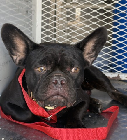 Shelter Stray Male Dog last seen Near AIRPORT DR, BAKERSFIELD CA 93308, 3951 Fruitvale Ave, Bakersfield, CA 93308, USA
