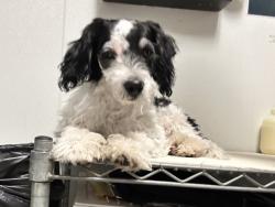 Shelter Stray Male Dog last seen Near BLOCK OLIVE DR, BAKERSFIELD CA 93308, 3951 Fruitvale Ave, Bakersfield, CA 93308, USA