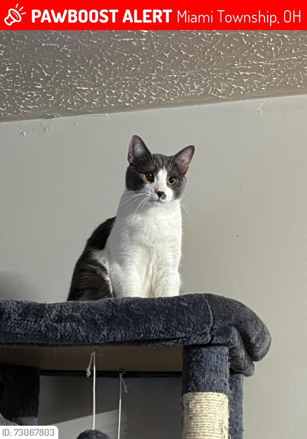 Lost Male Cat last seen Terrylynn avenue Dayton Ohio , Miami Township, OH 45439