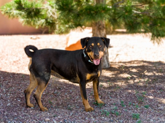 Shelter Stray Female Dog last seen Near BLOCK NM 944 EDGEWOOD NM 87015, 100 Caja Del Rio Rd, Santa Fe, NM 87507, USA
