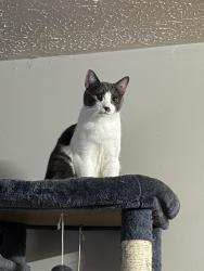 Lost Male Cat last seen Terrylynn avenue Dayton Ohio , Miami Township, OH 45439