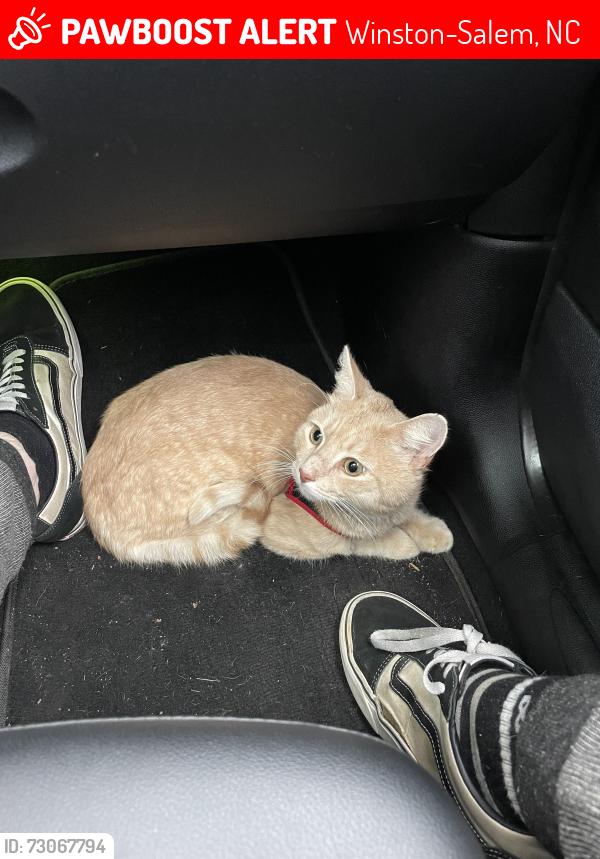 Lost Male Cat last seen E sprague st, Winston-Salem, NC 27127