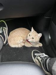 Lost Male Cat last seen E sprague st, Winston-Salem, NC 27127