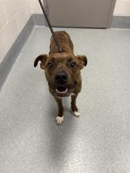 Shelter Stray Male Dog last seen Near, 2600 S Harding St, Indianapolis, IN 46221, USA