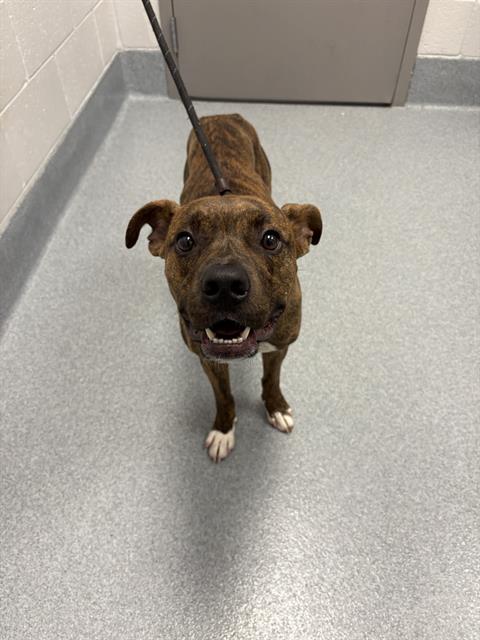 Shelter Stray Male Dog last seen Near, 2600 S Harding St, Indianapolis, IN 46221, USA