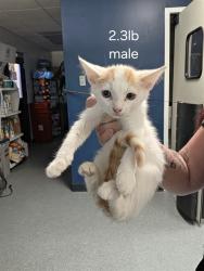 Shelter Stray Male Cat last seen DUMPED AT FRONT DOORS, 201 S Mt Vernon Ave, Bakersfield, CA 93307, USA