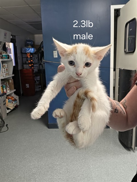 Shelter Stray Male Cat last seen DUMPED AT FRONT DOORS, 201 S Mt Vernon Ave, Bakersfield, CA 93307, USA