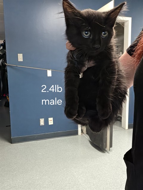Shelter Stray Male Cat last seen DUMPED AT SHELTER, 201 S Mt Vernon Ave, Bakersfield, CA 93307, USA