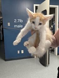 Shelter Stray Male Cat last seen DUMPED AT FRONT DOORS, 201 S Mt Vernon Ave, Bakersfield, CA 93307, USA