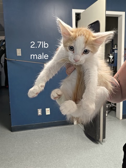 Shelter Stray Male Cat last seen DUMPED AT FRONT DOORS, 201 S Mt Vernon Ave, Bakersfield, CA 93307, USA