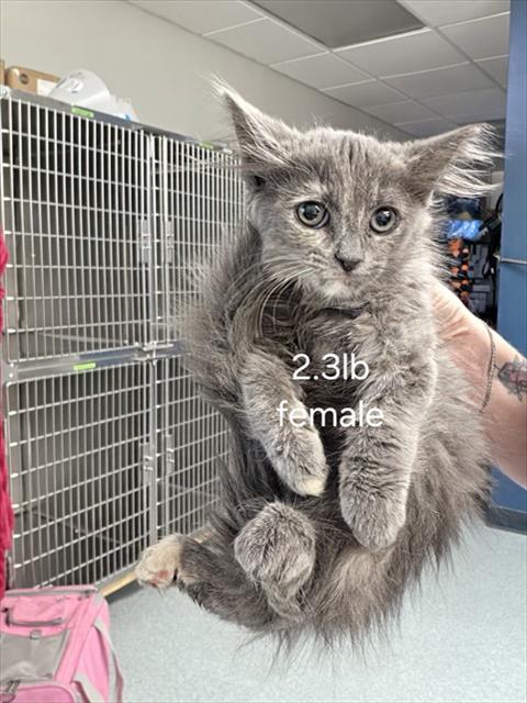 Shelter Stray Female Cat last seen DUMPED AT FRONT DOORS., 201 S Mt Vernon Ave, Bakersfield, CA 93307, USA