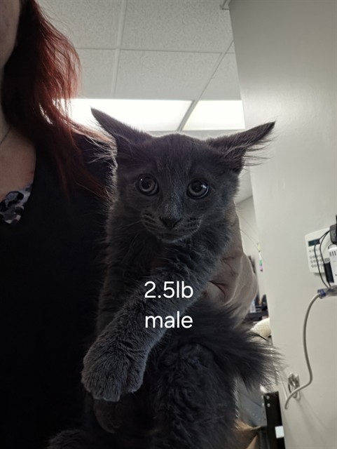 Shelter Stray Male Cat last seen DUMPED AT FRONT DOORS., 201 S Mt Vernon Ave, Bakersfield, CA 93307, USA