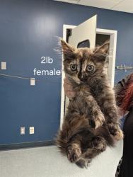 Shelter Stray Female Cat last seen DUMPED AT FRONT DOORS., 201 S Mt Vernon Ave, Bakersfield, CA 93307, USA