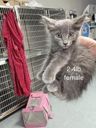 Shelter Stray Female Cat last seen DUMPED AT FRONT DOORS, 201 S Mt Vernon Ave, Bakersfield, CA 93307, USA