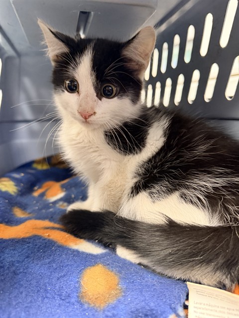 Shelter Stray Male Cat last seen , 201 S Mt Vernon Ave, Bakersfield, CA 93307, USA