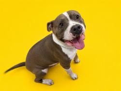 Shelter Stray Male Dog last seen Near BLOCK SW 15 PL, 3599 NW 79th Ave, Doral, FL 33122, USA