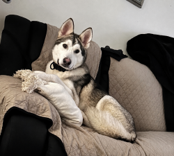 Reunited Male Dog last seen Roberts lane and Congress , Palm Beach County, FL 33461