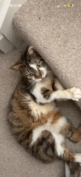 Lost Female Cat last seen kiln farm post office , Fullers Slade, England MK11 2BG