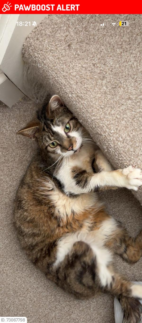 Lost Female Cat last seen kiln farm post office , Fullers Slade, England MK11 2BG