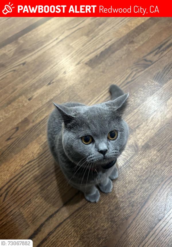 Lost Male Cat last seen Belmont ave, Redwood City, CA 94061