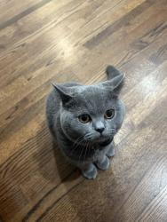Lost Male Cat last seen Belmont ave, Redwood City, CA 94061