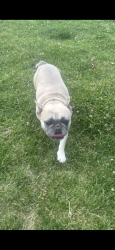 Lost Female Dog last seen Near Clark rd sw, Albuquerque, NM 87105