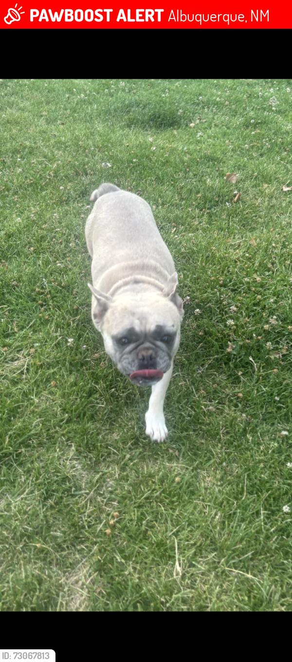 Lost Female Dog last seen Near Clark rd sw, Albuquerque, NM 87105