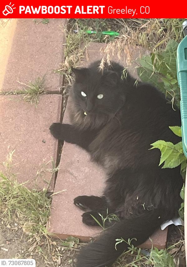 Lost Male Cat last seen trailer court, Greeley, CO 80634
