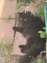 Lost Male Cat last seen trailer court, Greeley, CO 80634