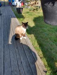 Lost Male Cat last seen Near 29th Avenue aldergrove , Langley Township, BC V4W 3C1