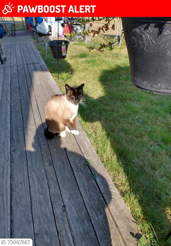 Lost Male Cat last seen Near 29th Avenue aldergrove , Langley Township, BC V4W 3C1