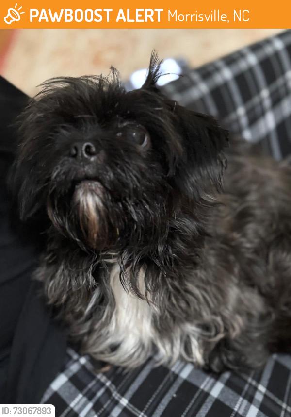 Found/Stray Female Dog last seen Liberty Rose Drive, Morrisville, NC 27560
