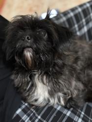 Found/Stray Female Dog last seen Liberty Rose Drive, Morrisville, NC 27560