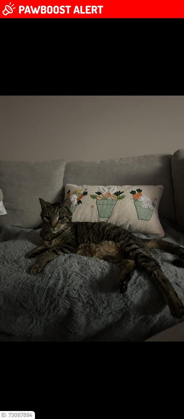Lost Male Cat last seen Woodcrest rd e, West Palm Beach, FL 33417