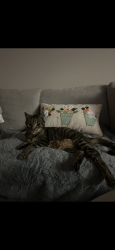 Lost Male Cat last seen Woodcrest rd e, West Palm Beach, FL 33417