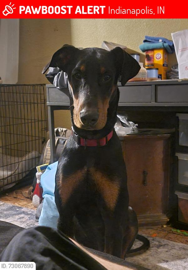 Lost Male Dog last seen State and Gimber, Indianapolis, IN 46203