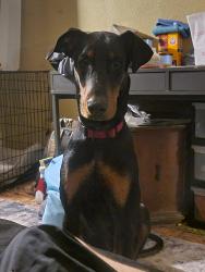 Lost Male Dog last seen State and Gimber, Indianapolis, IN 46203