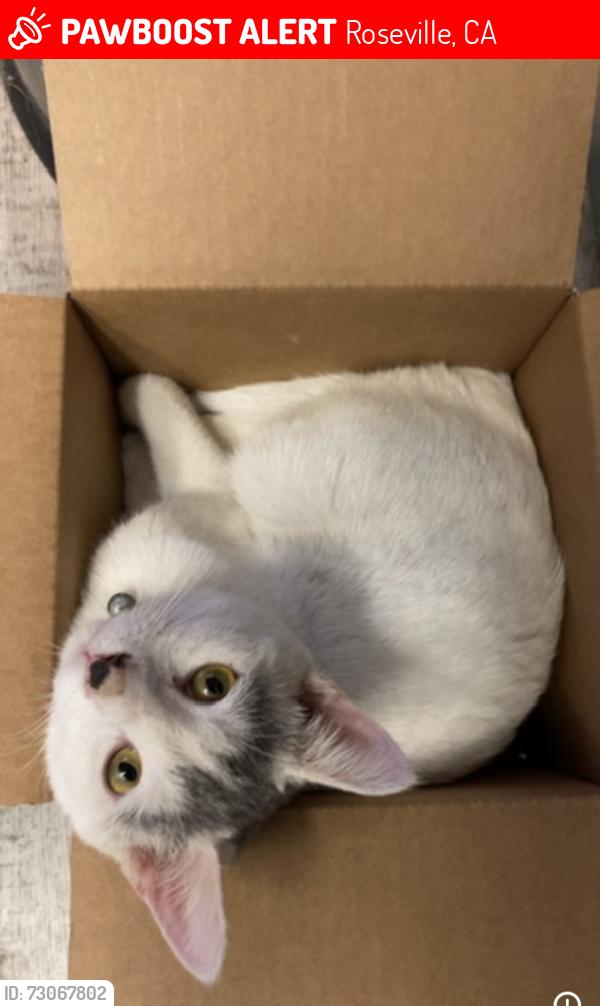 Lost Male Cat last seen Eich Middle School, Roseville, CA 95661