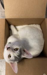 Lost Male Cat last seen Eich Middle School, Roseville, CA 95661