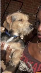 Reunited Male Dog last seen Richard Lopez park, Lubbock, TX 79416