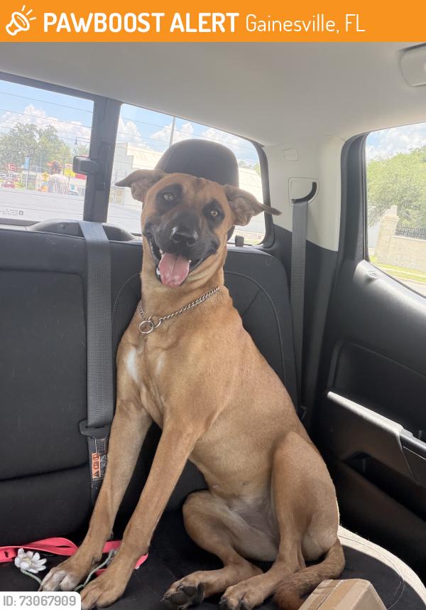 Found/Stray Female Dog last seen Gum Root Park, Gainesville, FL 32653