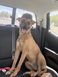 Found/Stray Female Dog last seen Gum Root Park, Gainesville, FL 32653