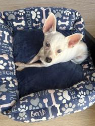 Lost Female Dog last seen Dorcas lane near juniper flts & cottonwood Nuevo, CA, Riverside County, CA 92567