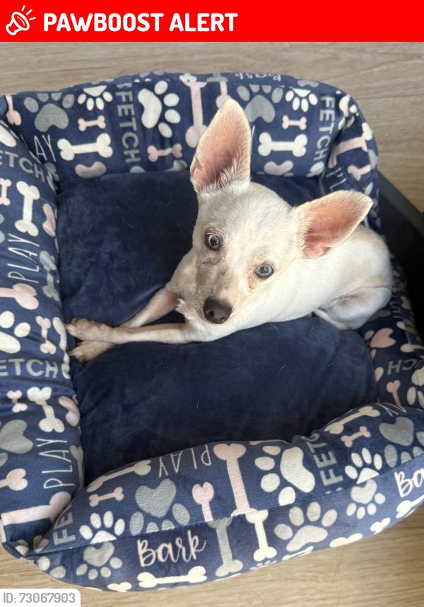 Lost Female Dog last seen Dorcas lane near juniper flts & cottonwood Nuevo, CA, Riverside County, CA 92567